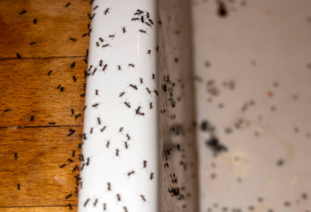 Best Best Pest Control Companies  in La Vale, MD