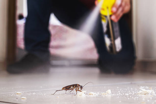 Best Spider Control Near Me  in La Vale, MD